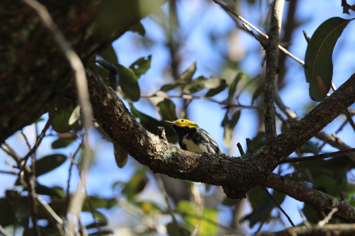 lesňáček proužkoboký - ML647405263