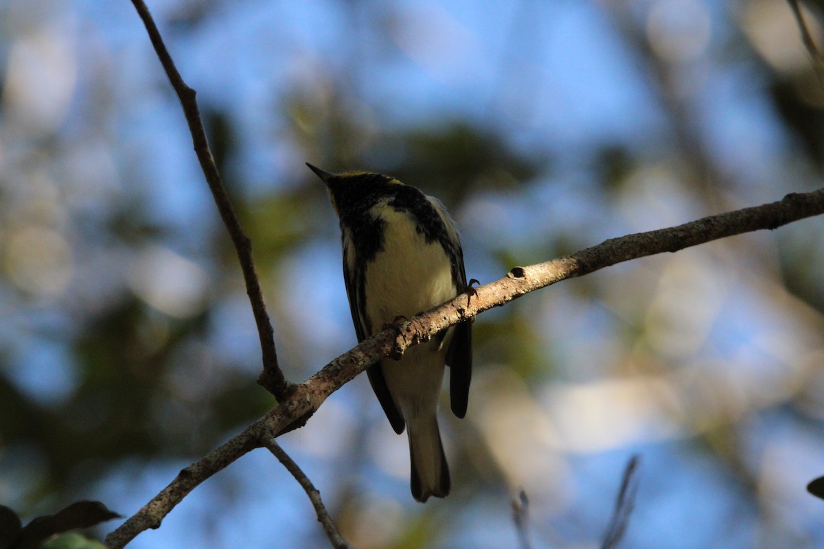 lesňáček proužkoboký - ML647405264