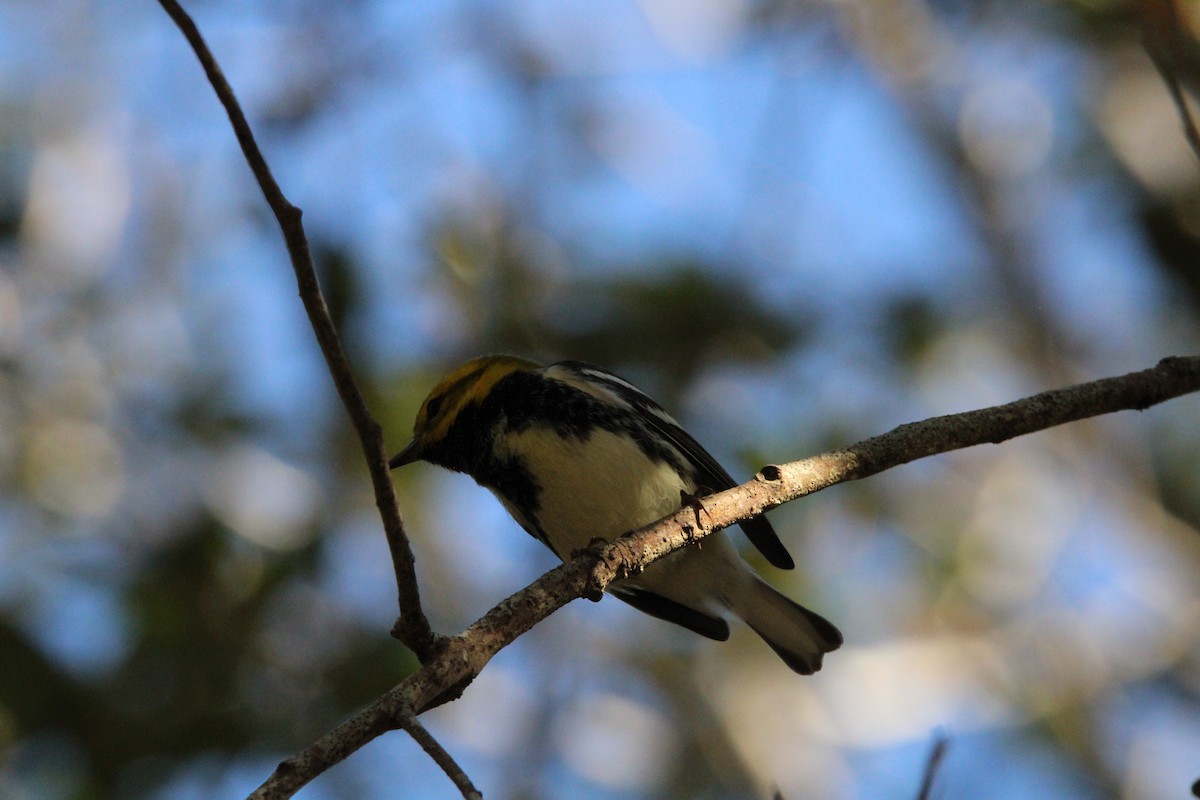 lesňáček proužkoboký - ML647405265