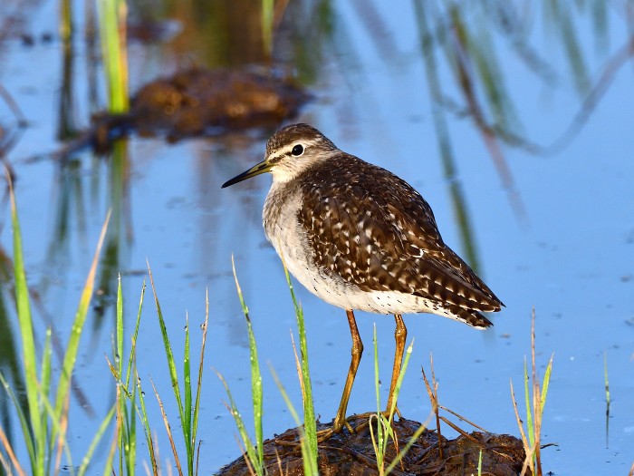 vodouš bahenní - ML647405266