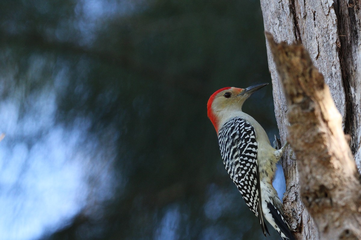 Red-bellied Woodpecker - ML647405275