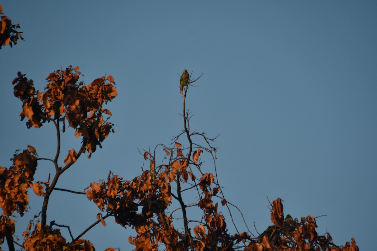 シロボシオオゴシキドリ - ML647405277