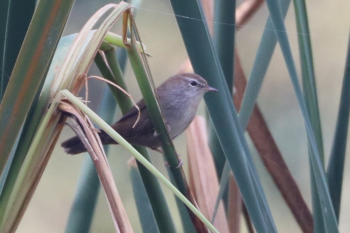 Cetti's Warbler - ML647405298