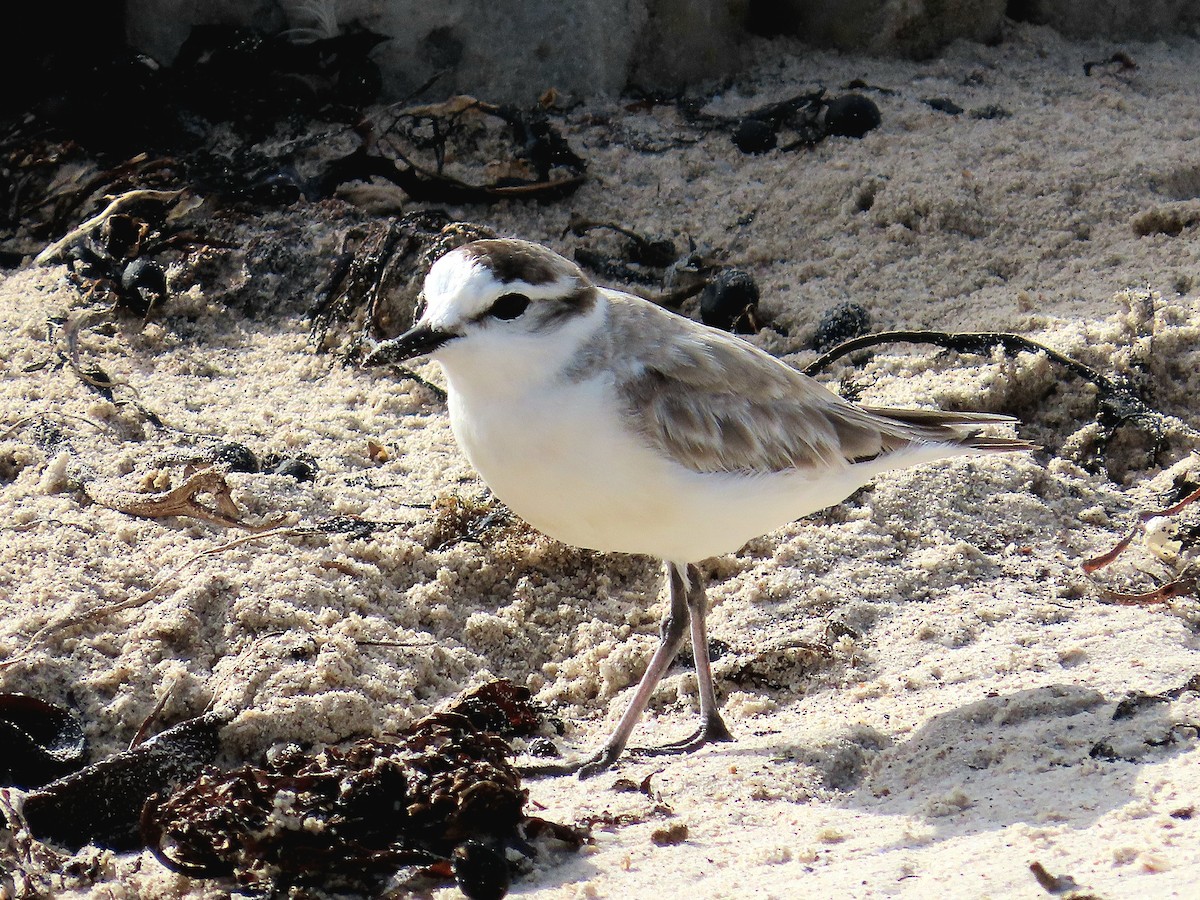 White-fronted Plover - ML647405299