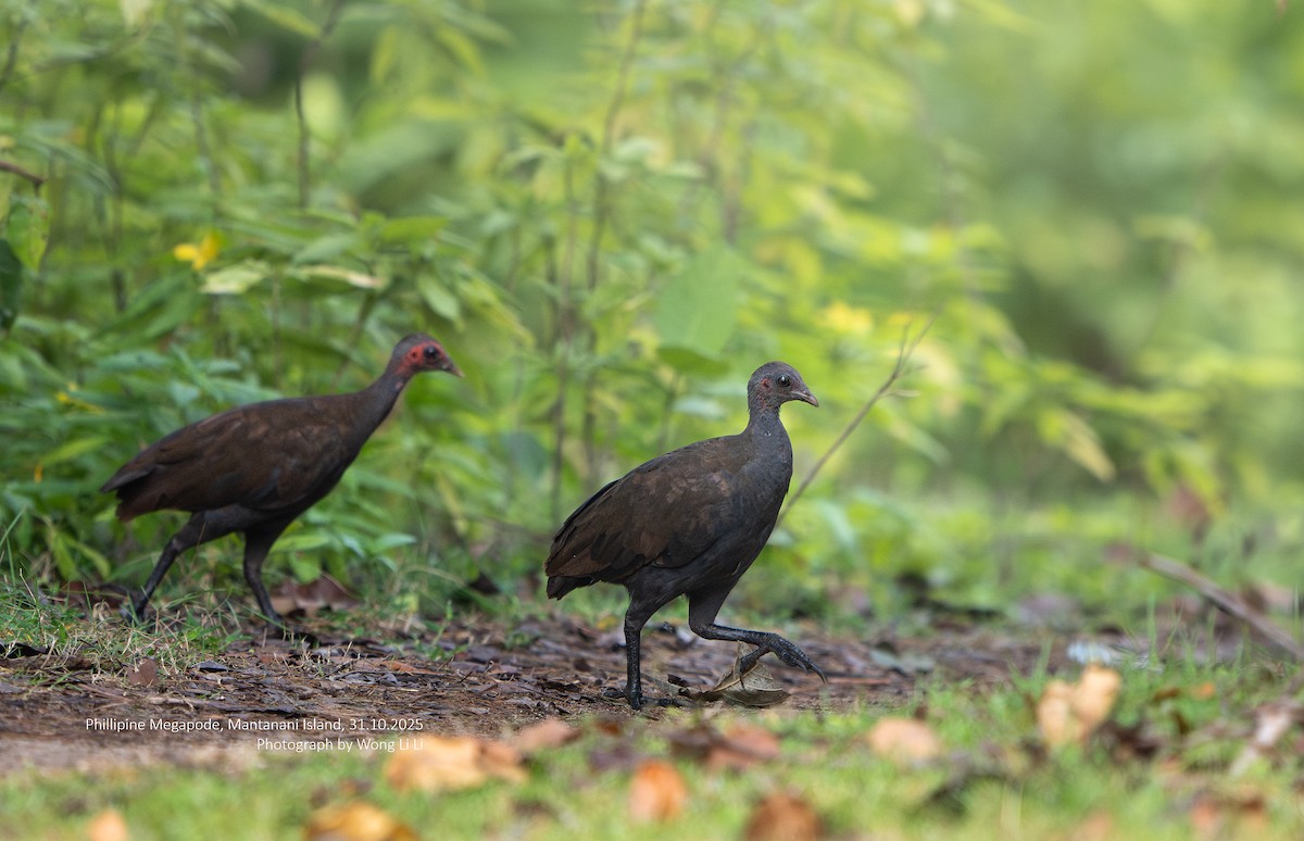 Philippine Megapode - ML647405318