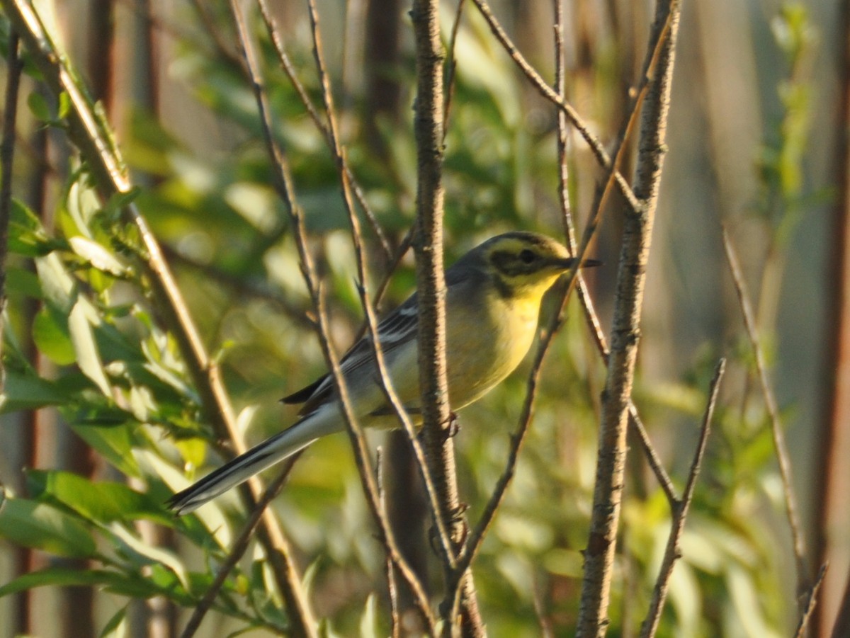 Citrine Wagtail - ML647405321