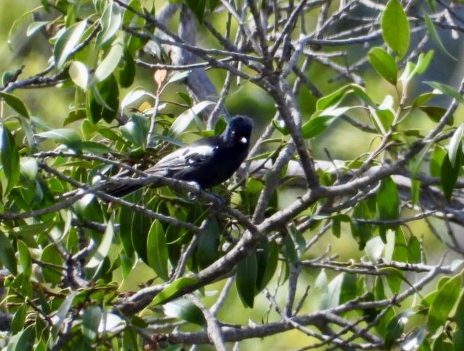 Güneyli Kömürcü Baştankara - ML647405337