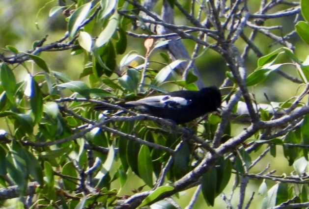 Güneyli Kömürcü Baştankara - ML647405338