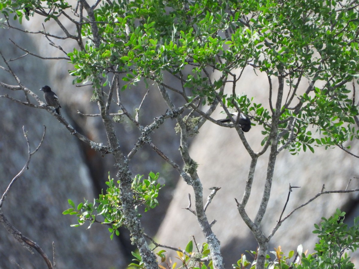 Güneyli Kömürcü Baştankara - ML647405339