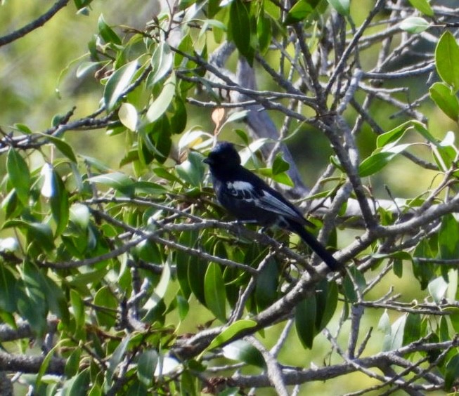 Güneyli Kömürcü Baştankara - ML647405340