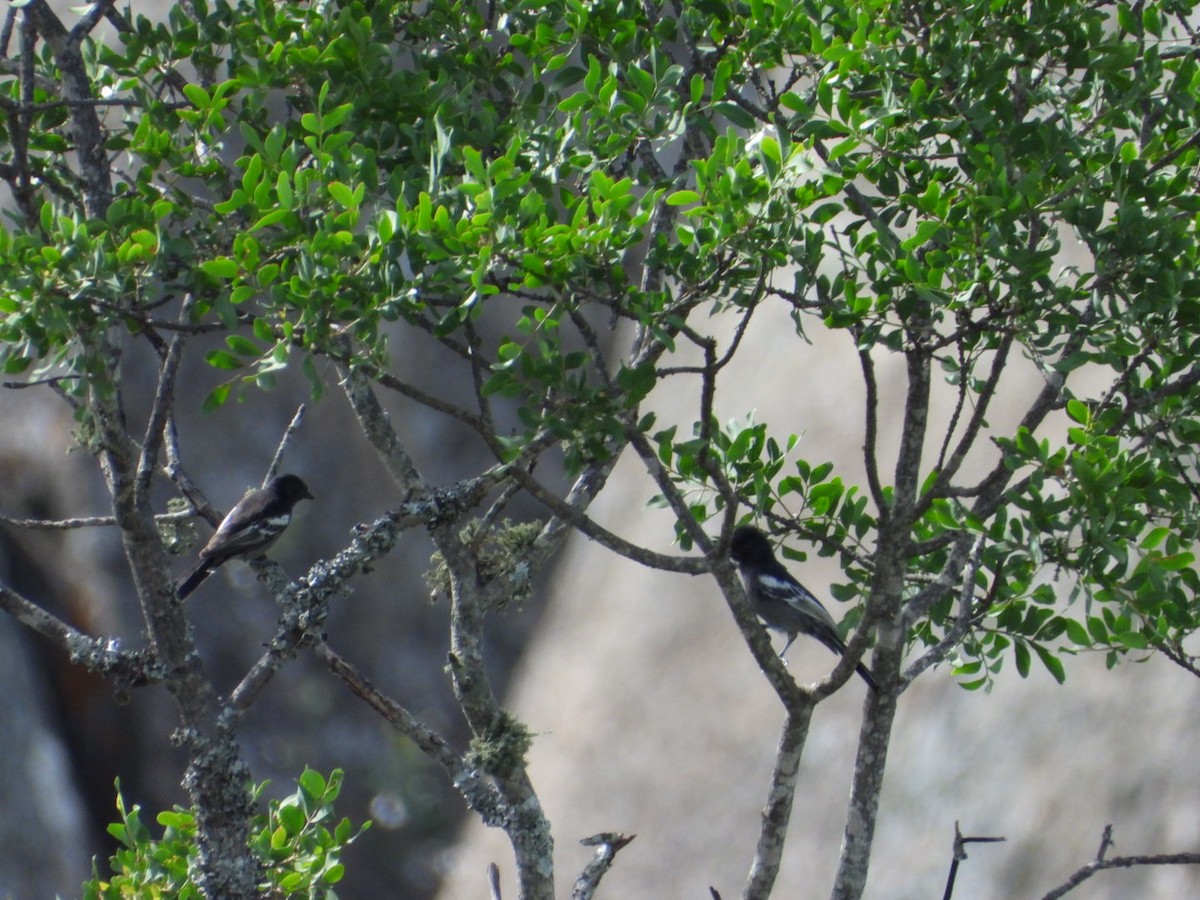 Güneyli Kömürcü Baştankara - ML647405341