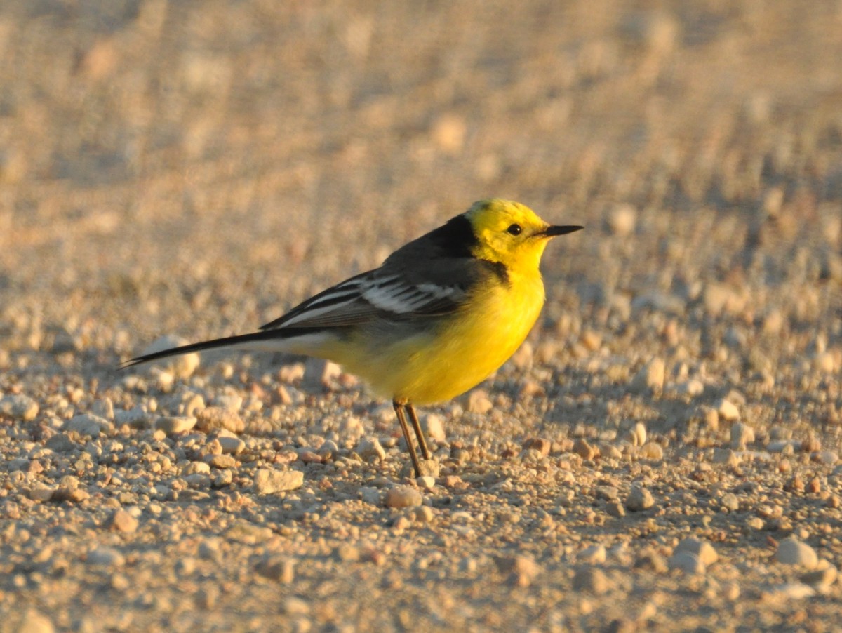Citrine Wagtail - ML647405344