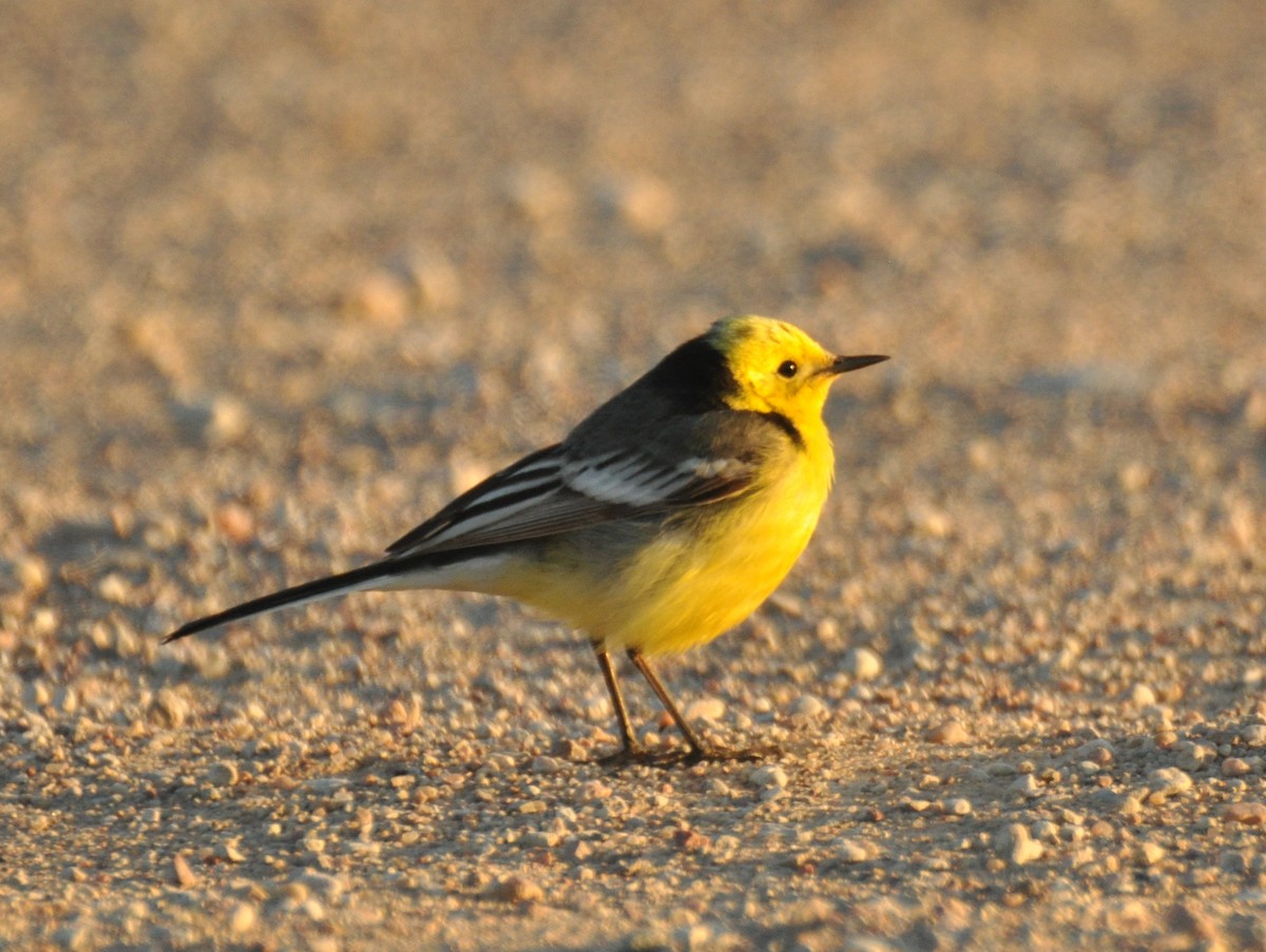 Citrine Wagtail - ML647405345