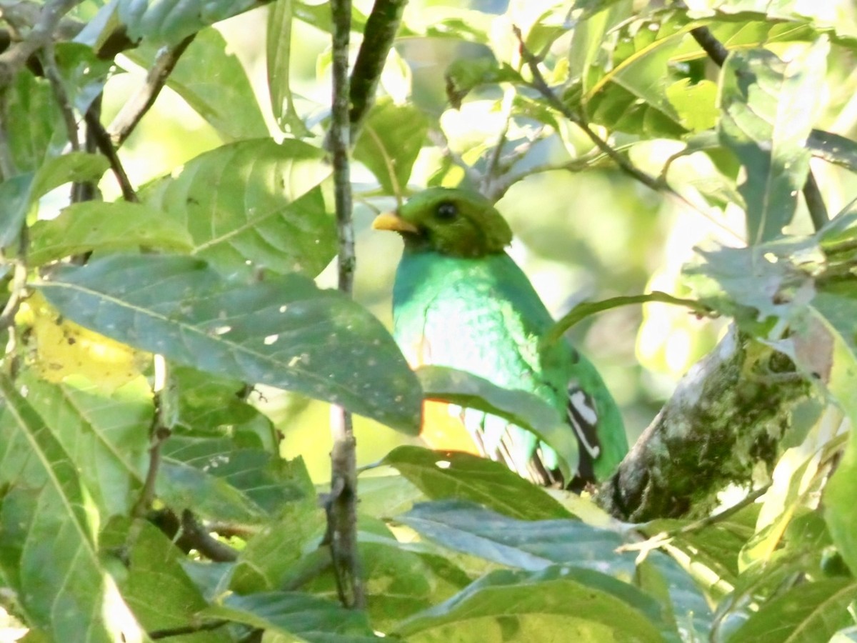 Quetzal doré - ML647405351