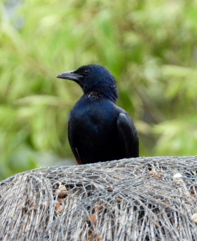 Red-winged Starling - ML647405357