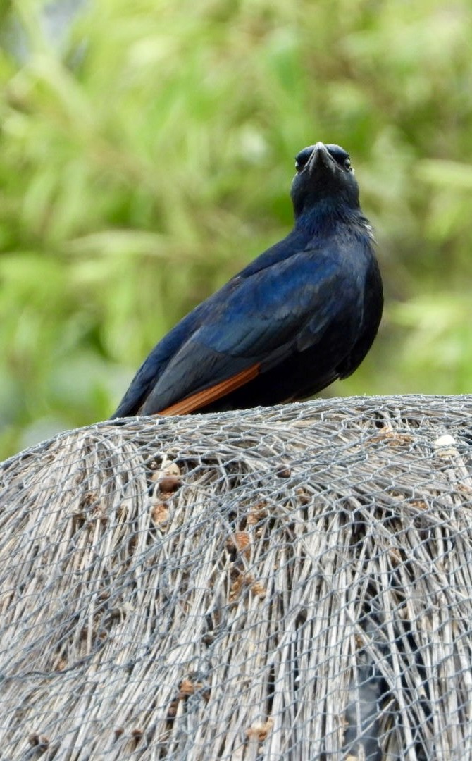 Red-winged Starling - ML647405358