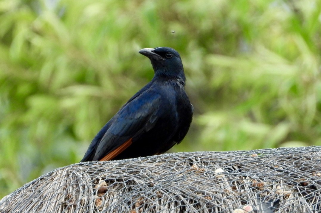 Red-winged Starling - ML647405359