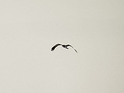 Eastern Marsh Harrier - ML647405362