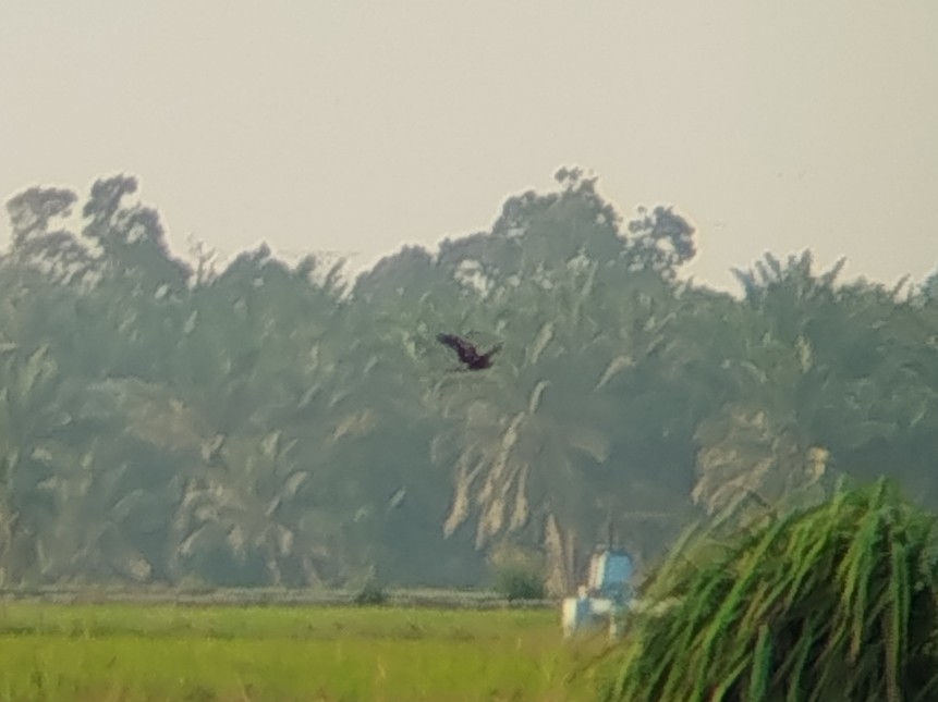 Eastern Marsh Harrier - ML647405363