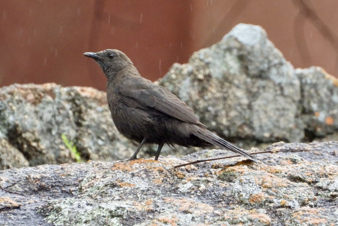 Boulder Chat - ML647405365