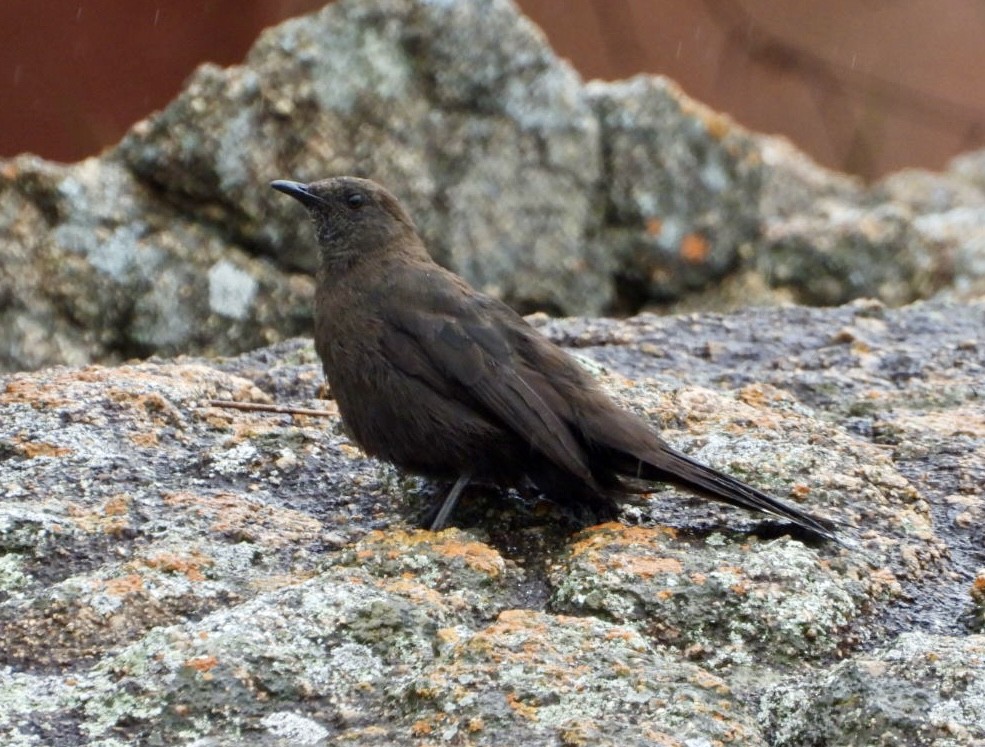 Boulder Chat - ML647405366