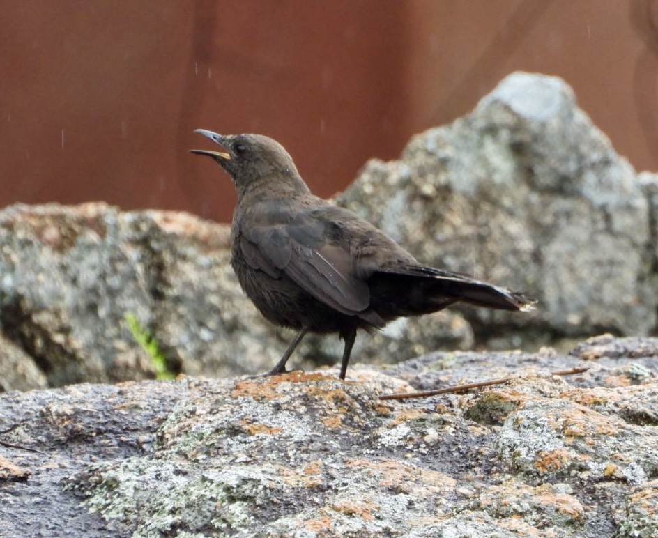 Boulder Chat - ML647405367