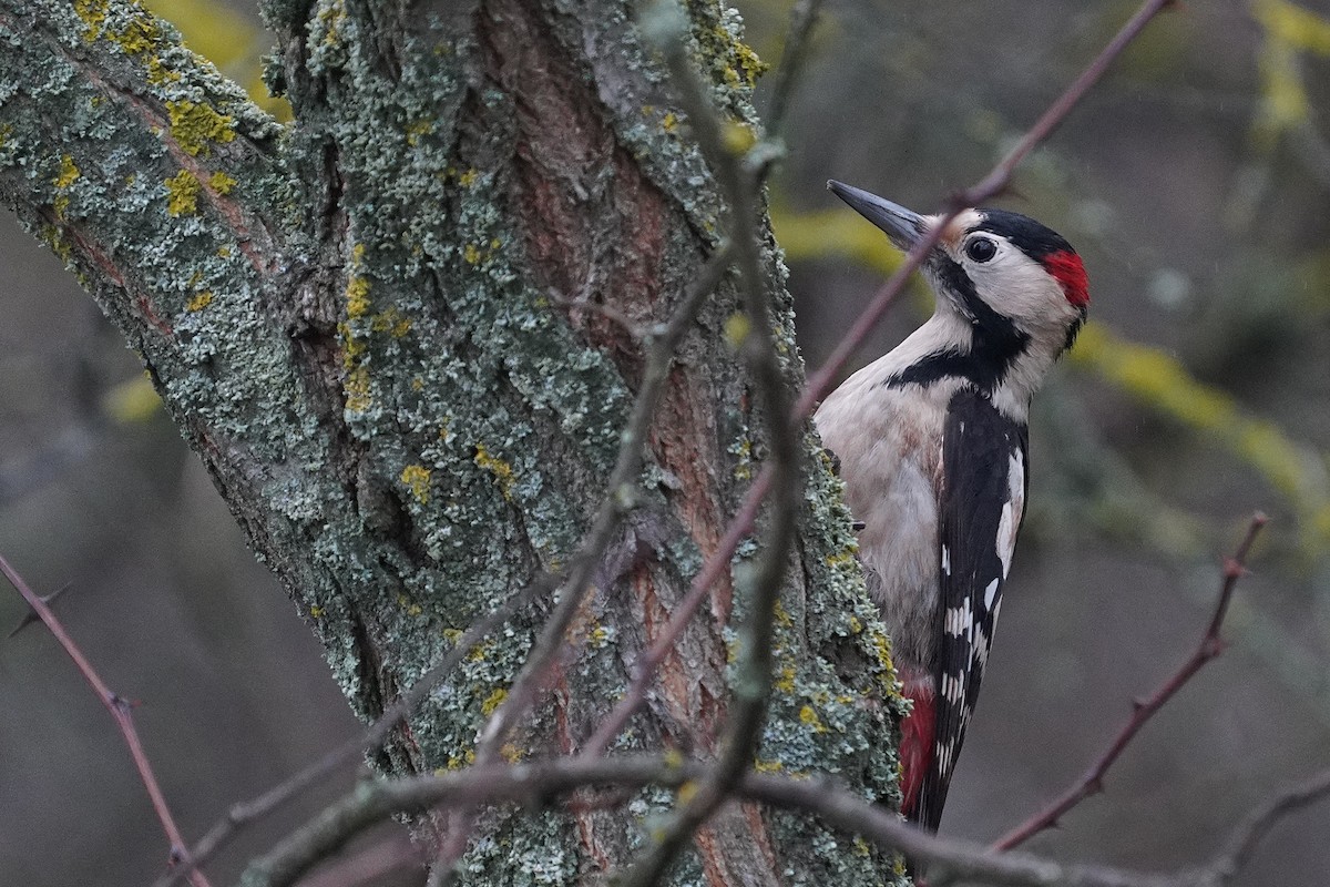 strakapoud jižní - ML647405374