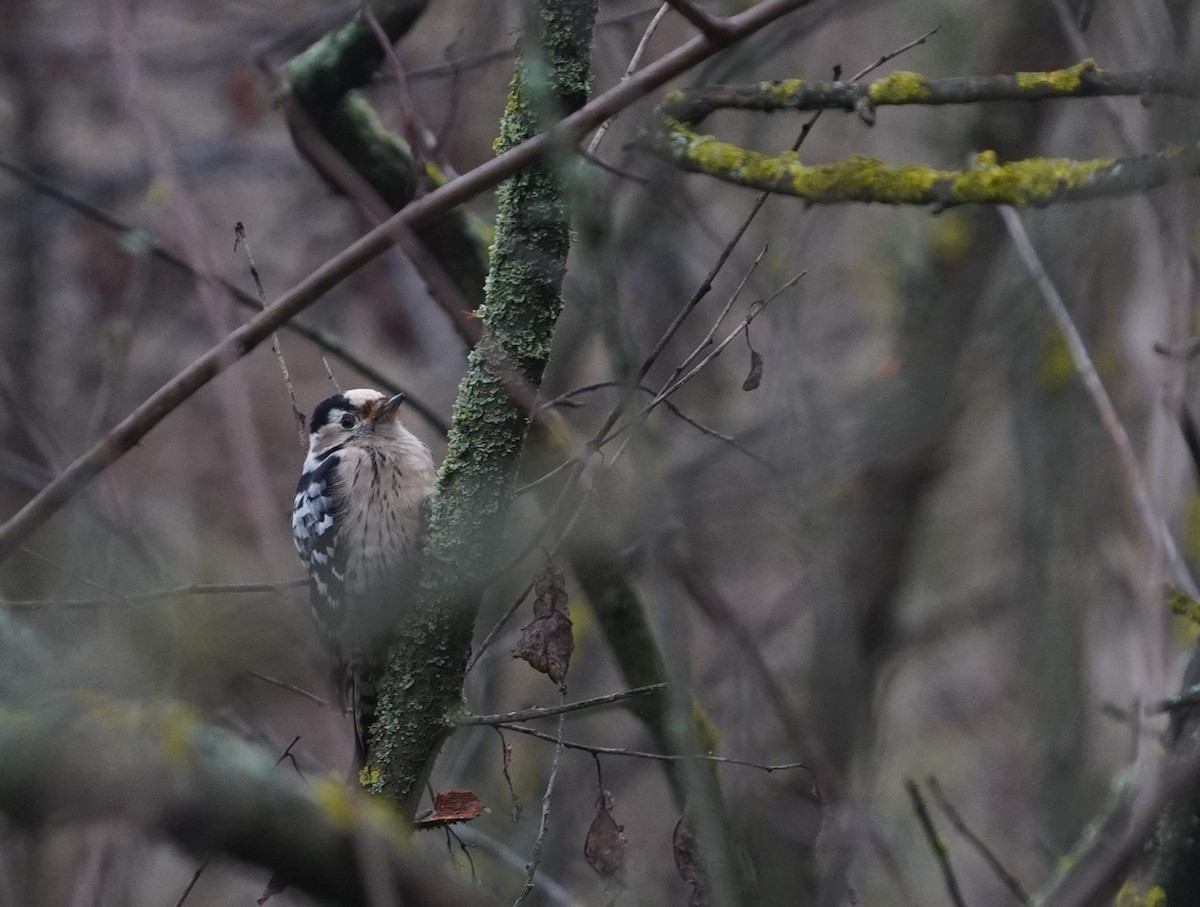 strakapoud malý - ML647405379