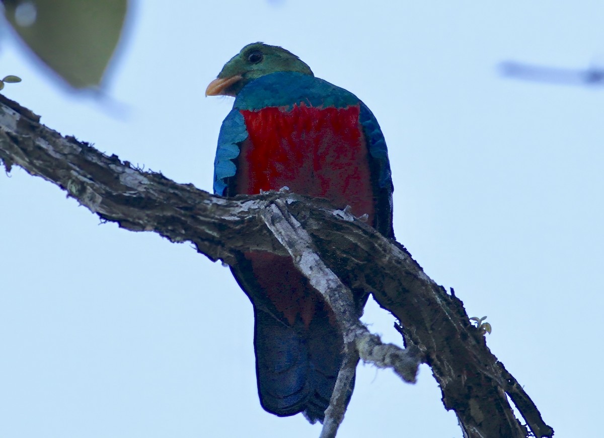 Quetzal doré - ML647405381