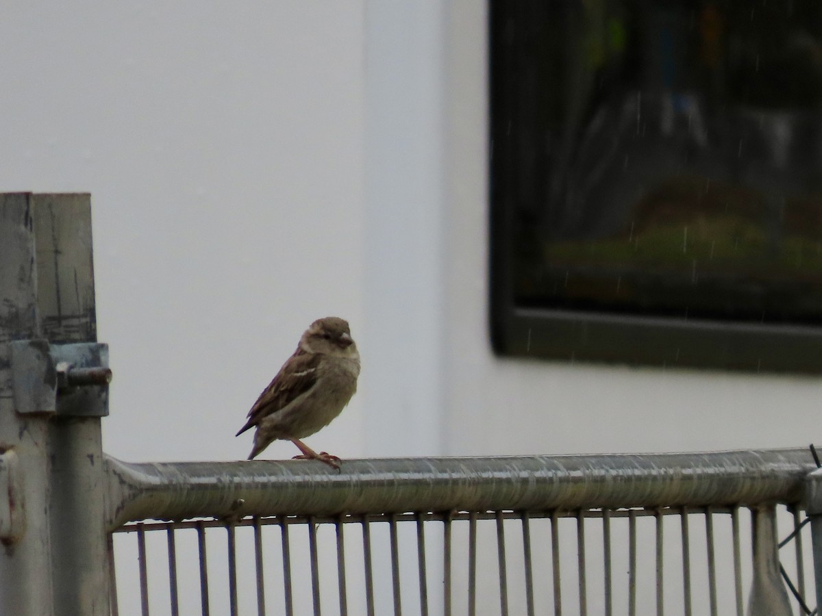 דרור הבית - ML647405384