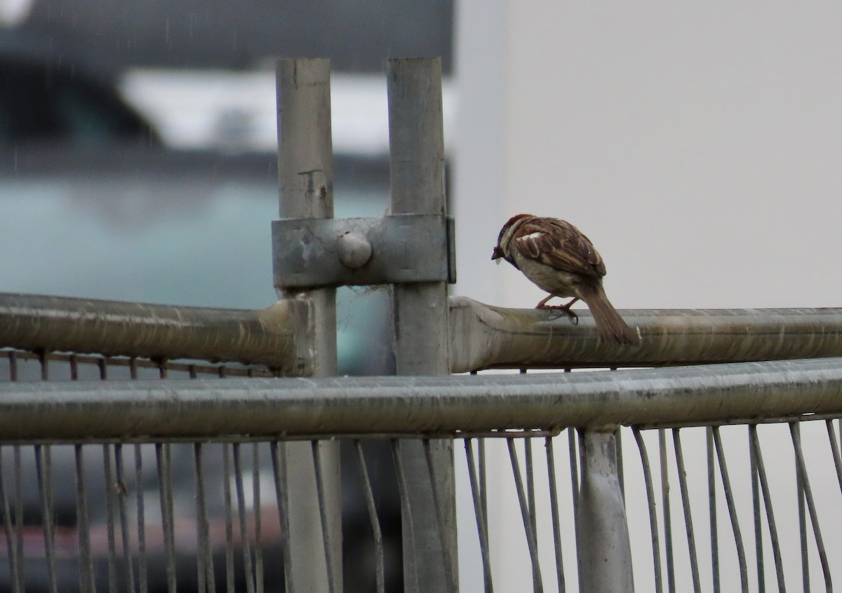 דרור הבית - ML647405385