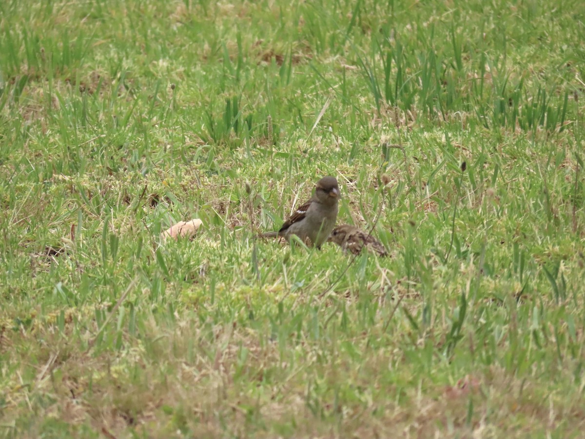 דרור הבית - ML647405386