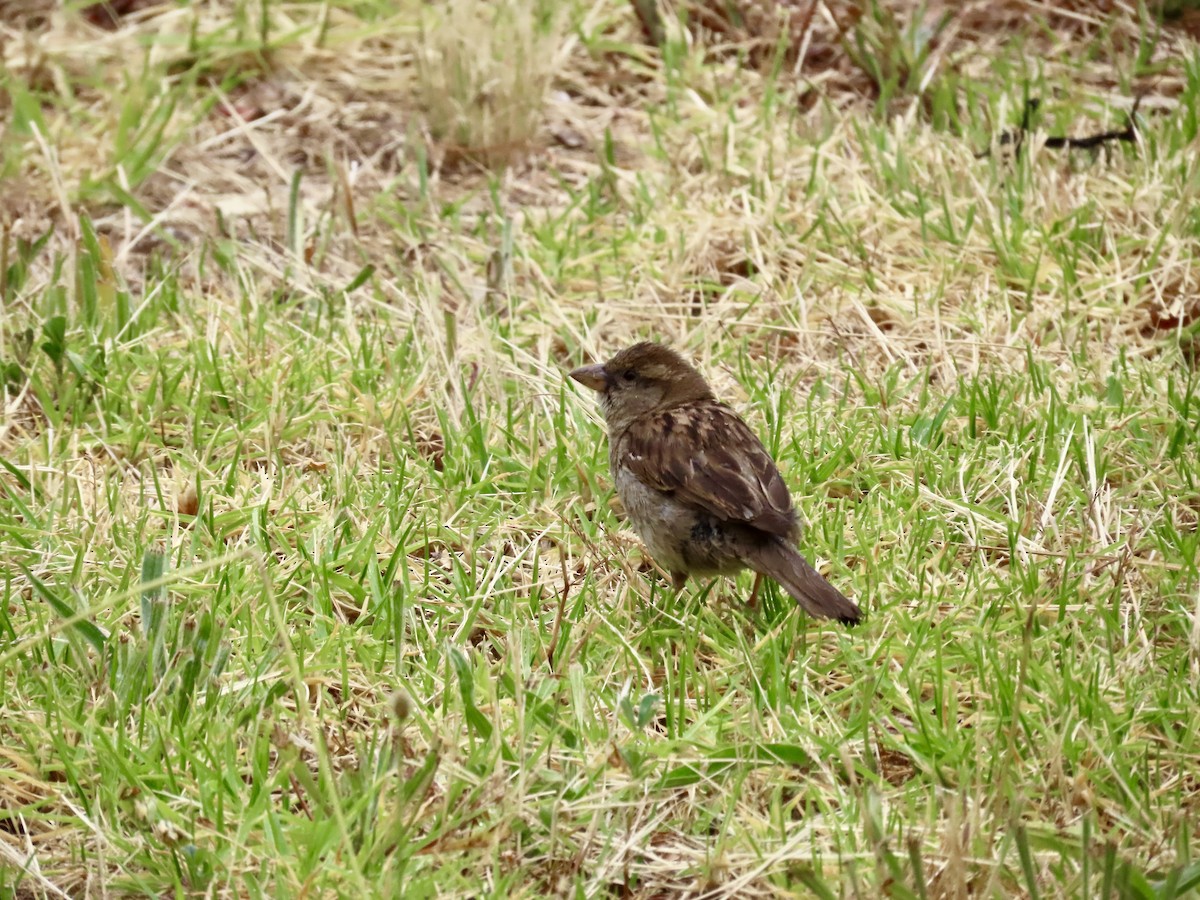 דרור הבית - ML647405387