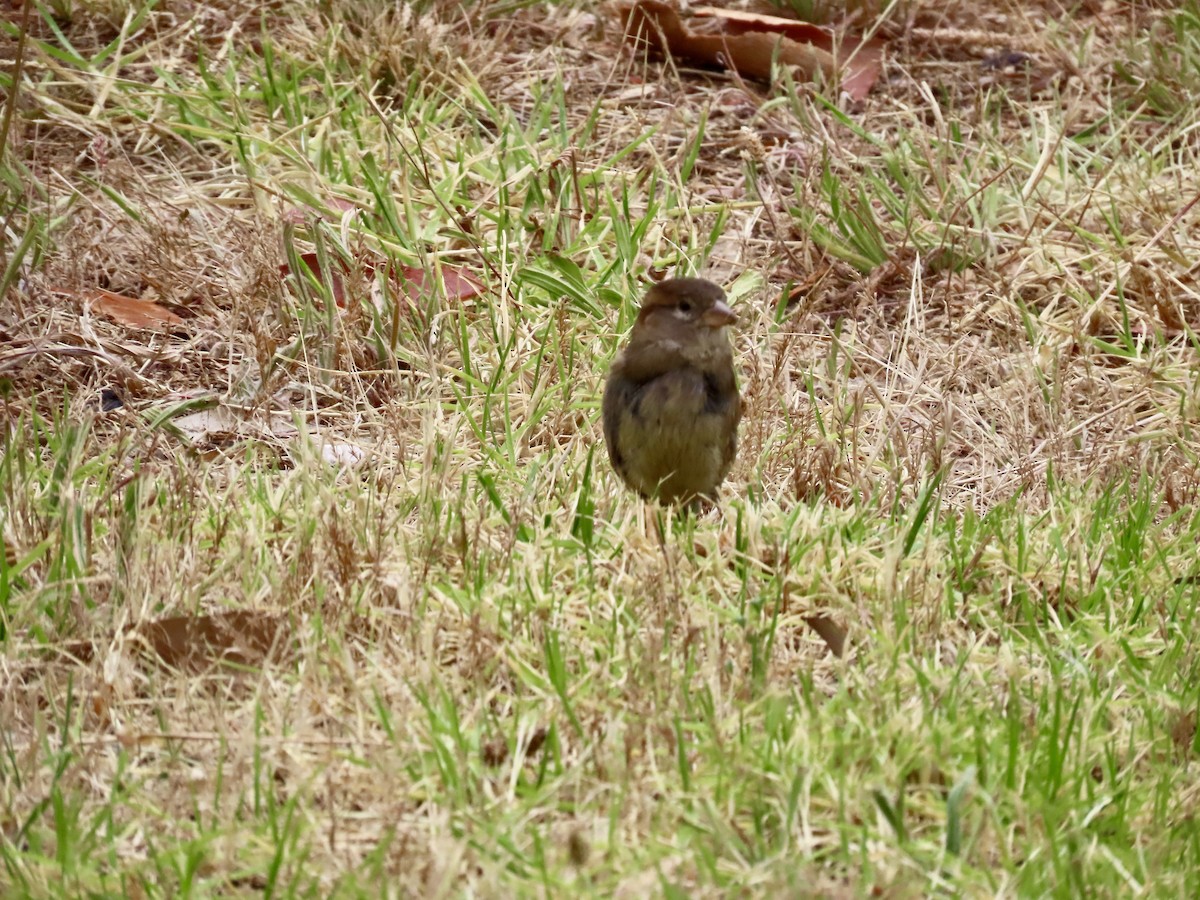 דרור הבית - ML647405388
