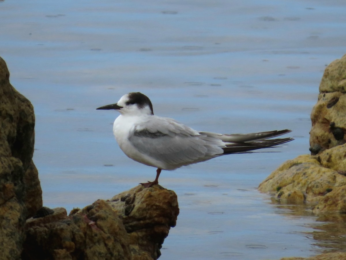 Common Tern - ML647405389
