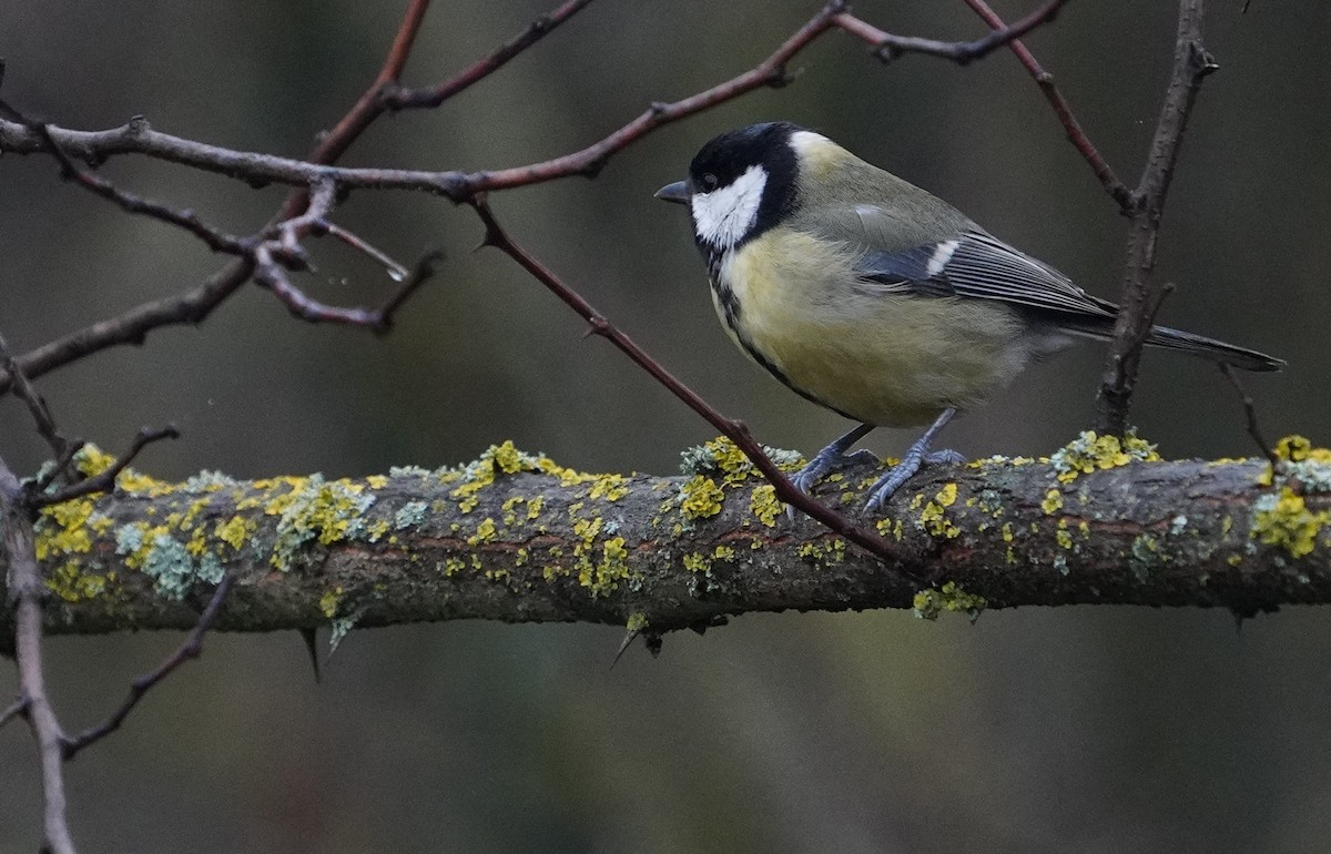 sýkora koňadra - ML647405390