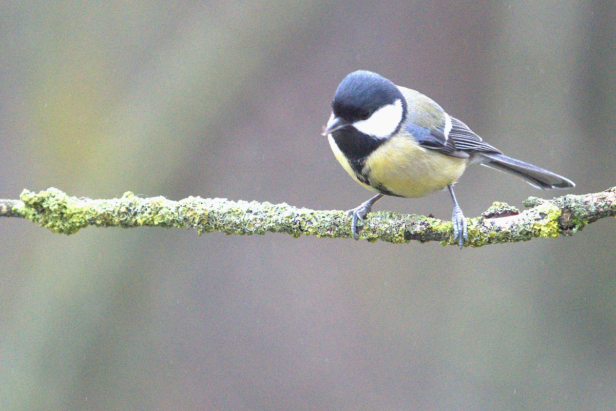 sýkora koňadra - ML647405392