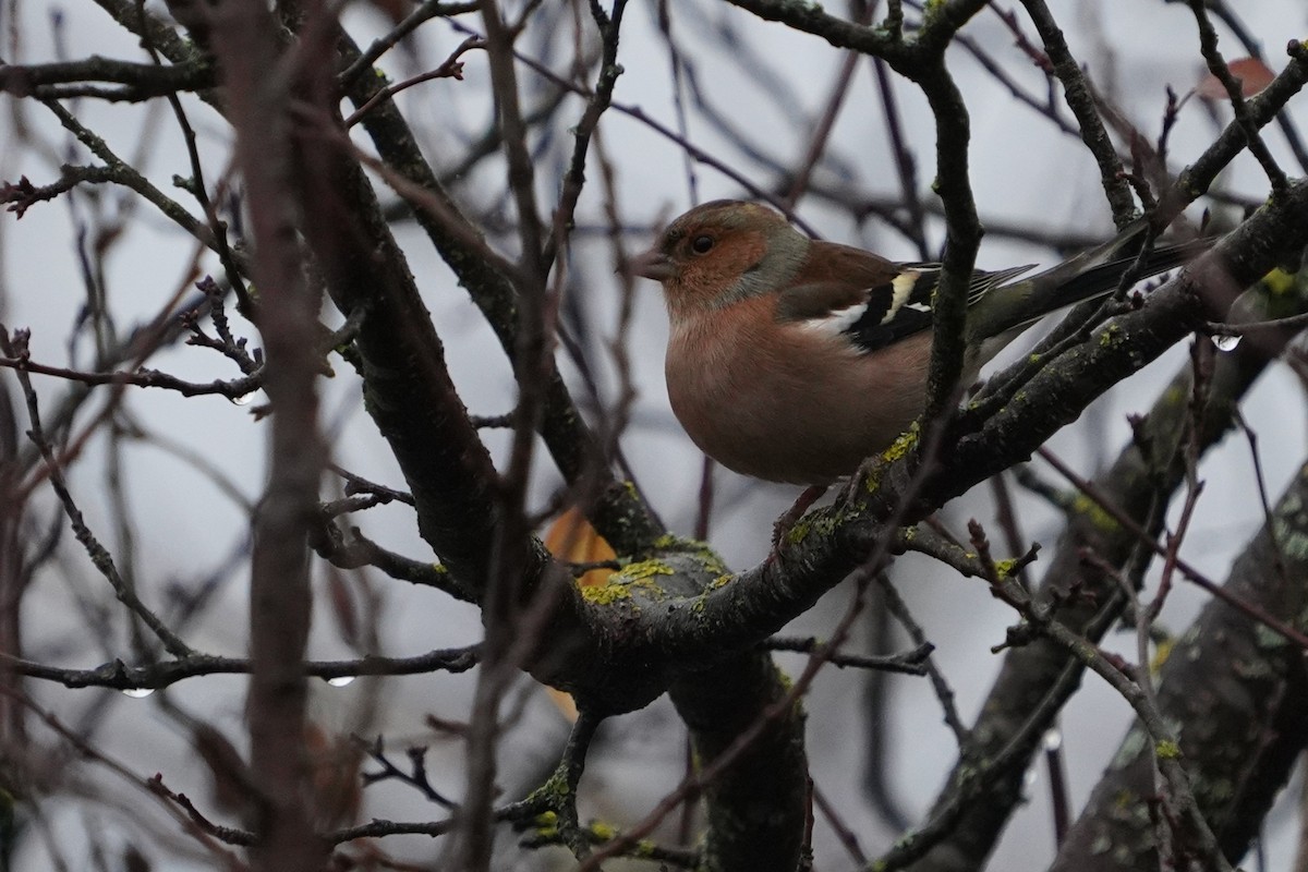 pěnkava obecná - ML647405397