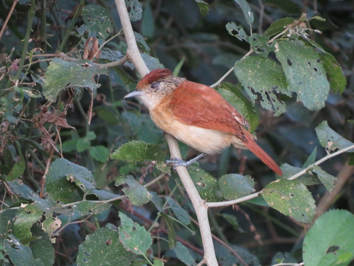 Bindenameisenwürger - ML647405398