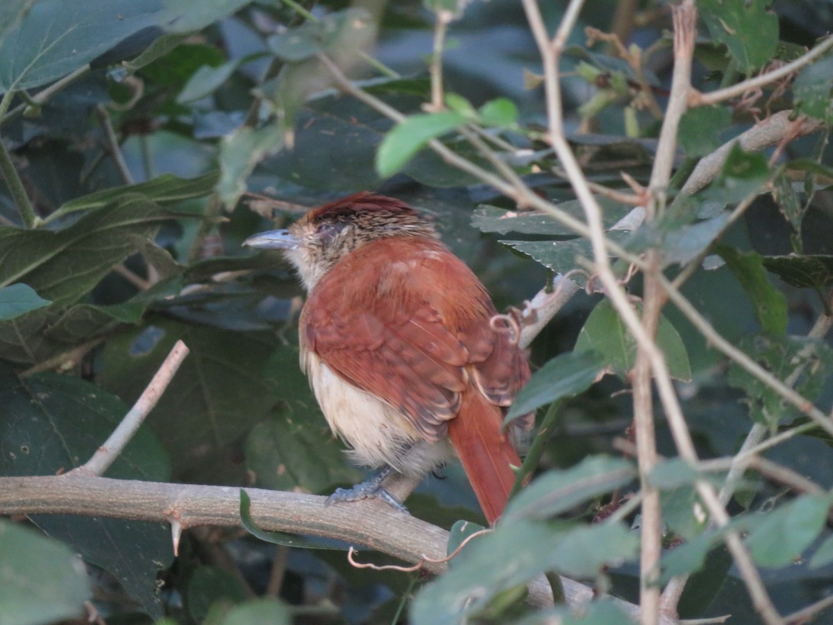 Bindenameisenwürger - ML647405412