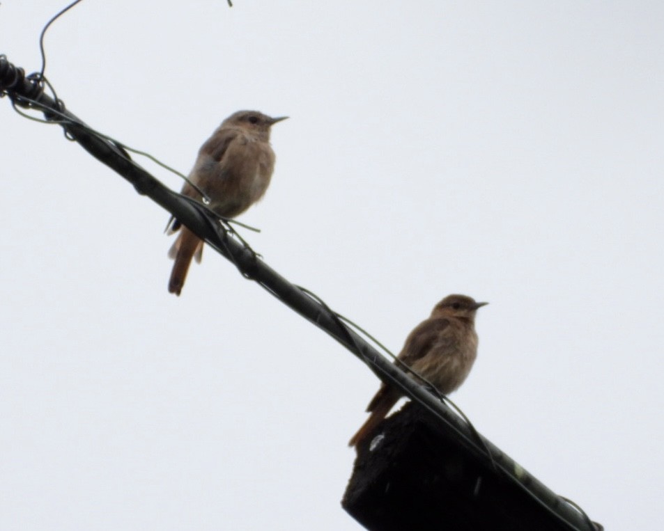 Familiar Chat - ML647405419