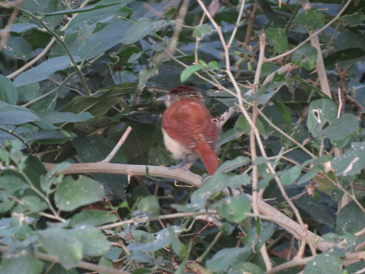 Bindenameisenwürger - ML647405423