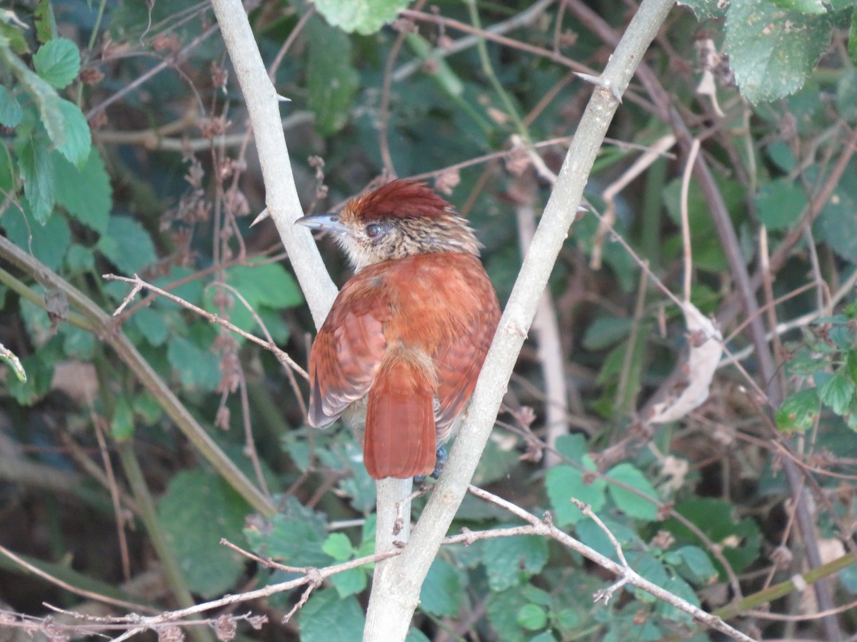 Bindenameisenwürger - ML647405424