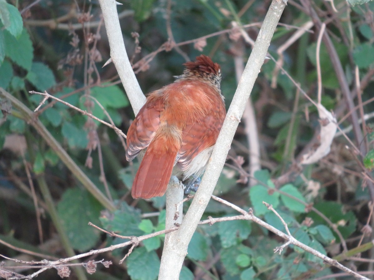 Bindenameisenwürger - ML647405425