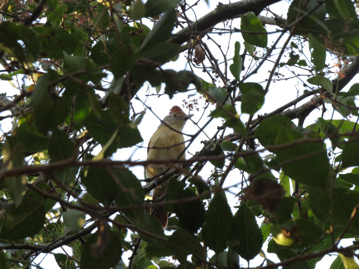 Bindenameisenwürger - ML647405444