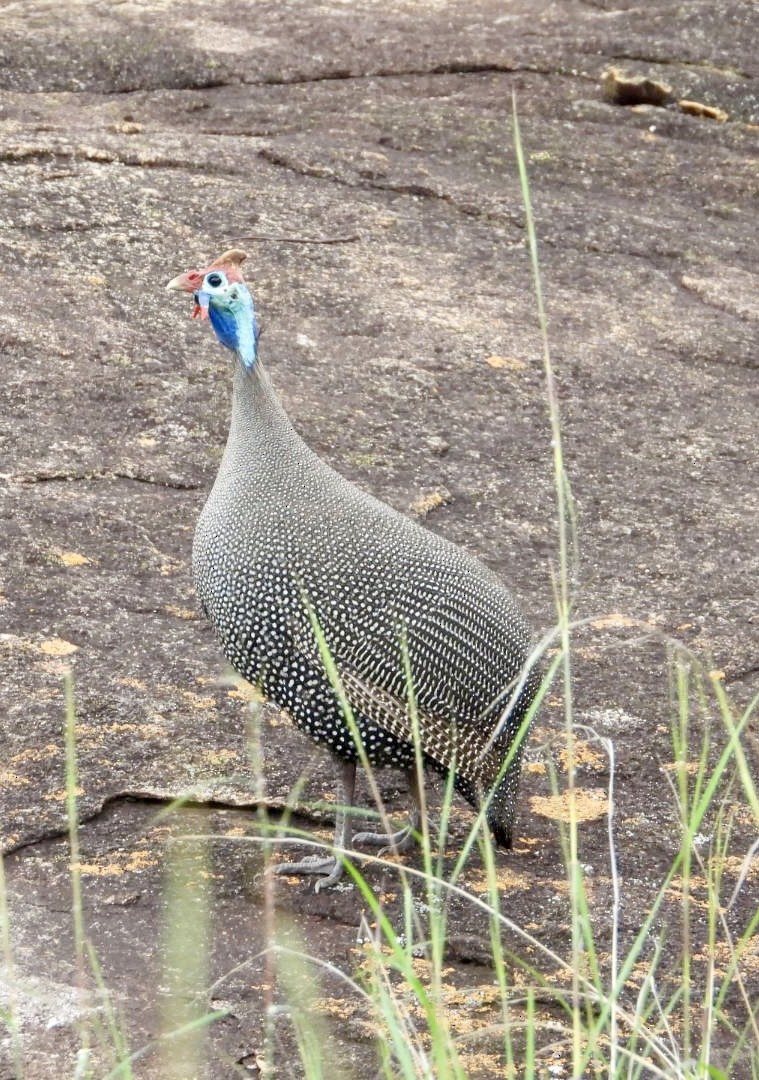 Helmeted Guineafowl - ML647405448