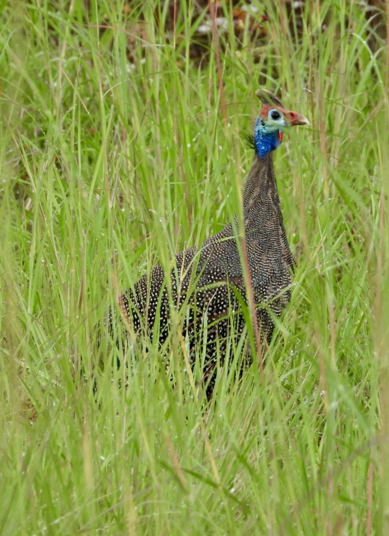 Helmeted Guineafowl - ML647405449