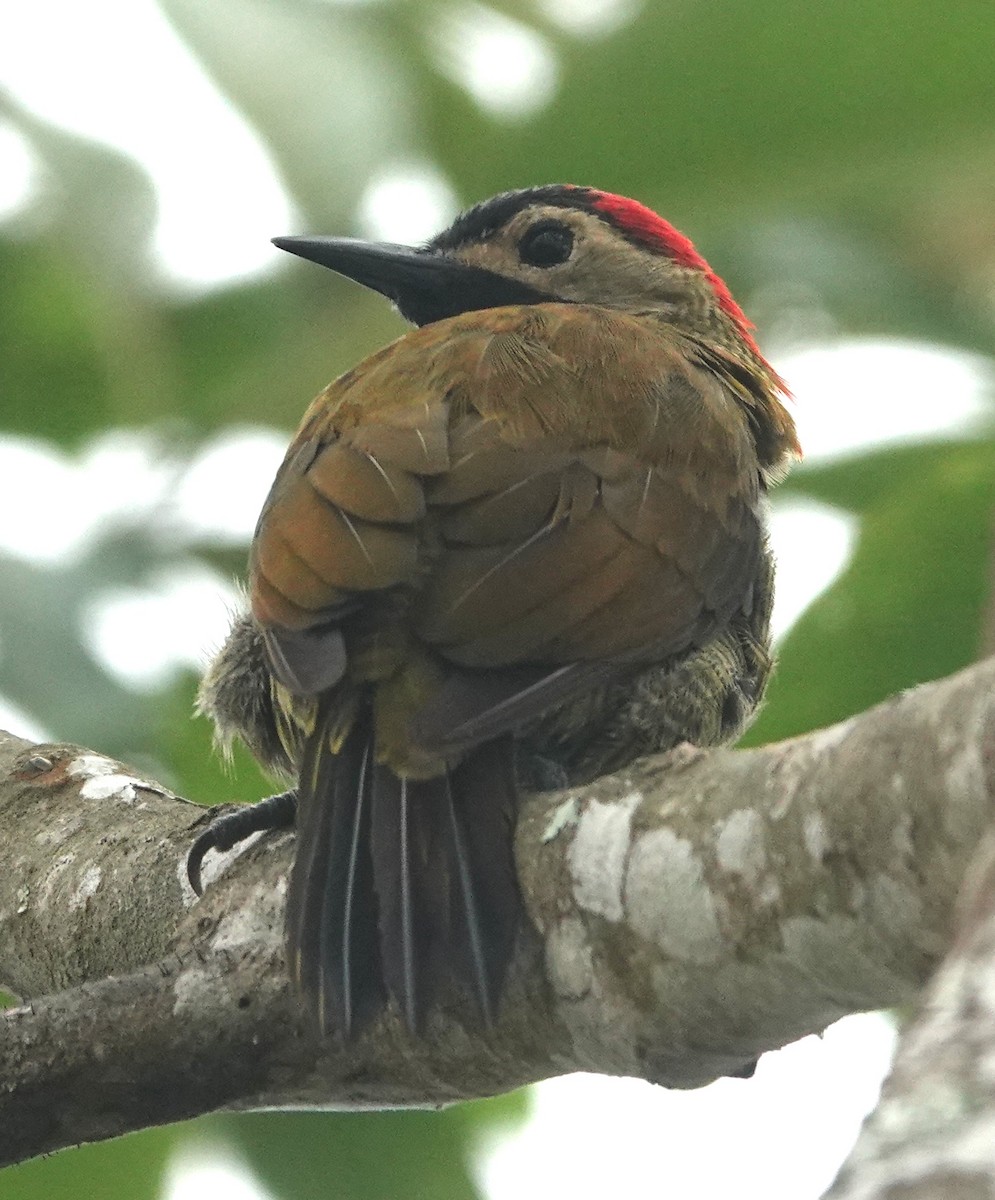 Yeşil-Sarı Ağaçkakan - ML647405451