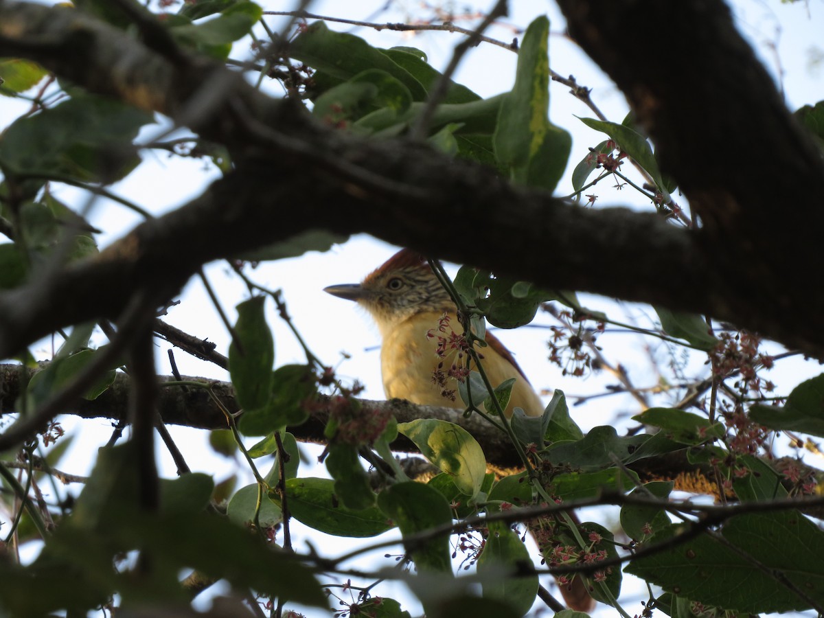 Bindenameisenwürger - ML647405452