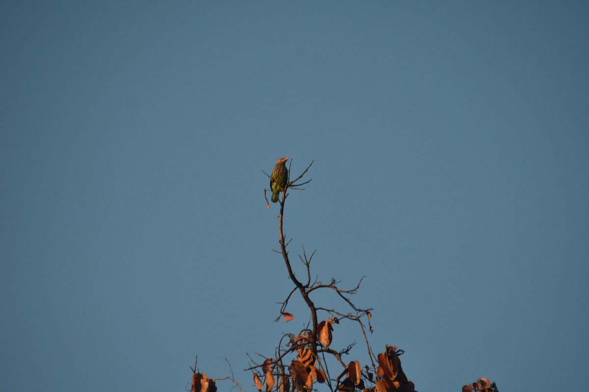 シロボシオオゴシキドリ - ML647405461